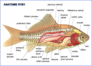 anatomie.png